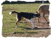 ABCA Tricolor Border Collie pushing sheep.
